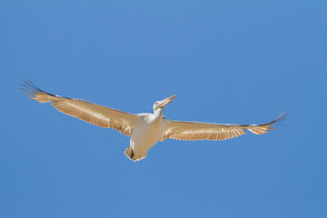 Dalmatian Pelican, Kroeskoppelikaan, Pelecanus crispus