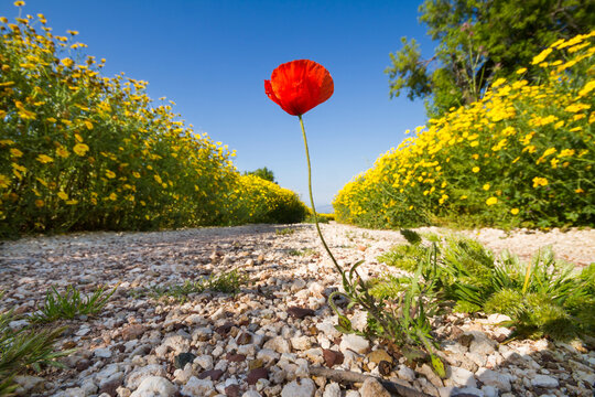 Poppy, Klaproos, Papaver
