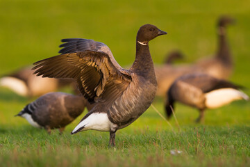 Rotgans, Dark-bellied Brent Goose, Branta bernicla bernicla
