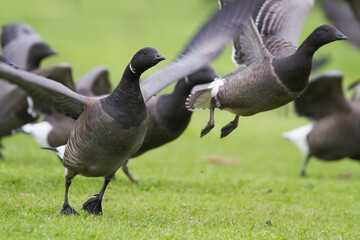 Rotgans, Dark-bellied Brent Goose, Branta bernicla bernicla