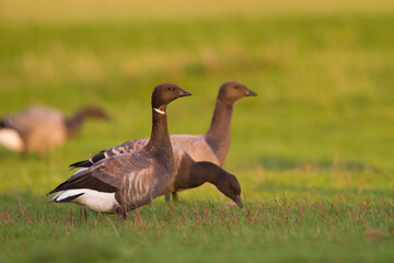 Rotgans, Dark-bellied Brent Goose, Branta bernicla bernicla