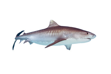 Tiger Shark Isolated on White Background
