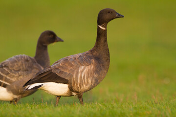 Rotgans, Dark-bellied Brent Goose, Branta bernicla bernicla