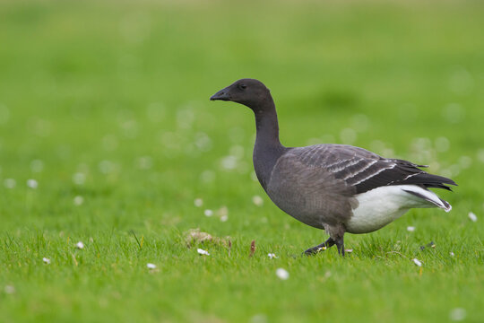 Rotgans, Dark-bellied Brent Goose, Branta bernicla bernicla