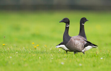 Rotgans, Dark-bellied Brent Goose, Branta bernicla bernicla