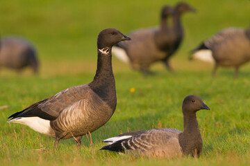 Rotgans, Dark-bellied Brent Goose, Branta bernicla bernicla
