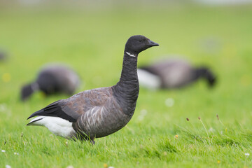 Rotgans, Dark-bellied Brent Goose, Branta bernicla bernicla