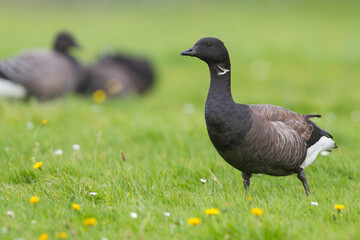 Rotgans, Dark-bellied Brent Goose, Branta bernicla bernicla