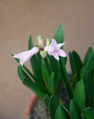 Pink Hyacinth 