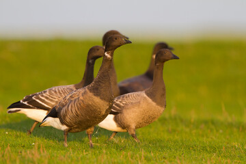 Rotgans, Dark-bellied Brent Goose, Branta bernicla bernicla