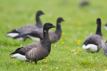 Rotgans, Dark-bellied Brent Goose, Branta bernicla bernicla