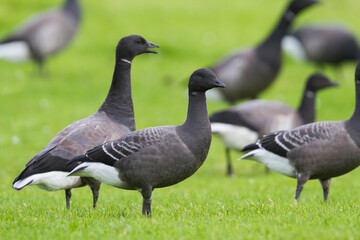 Rotgans, Dark-bellied Brent Goose, Branta bernicla bernicla