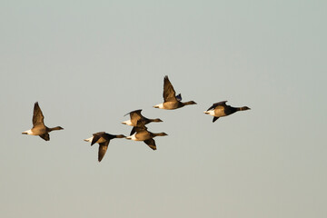 Rotgans, Dark-bellied Brent Goose, Branta bernicla bernicla