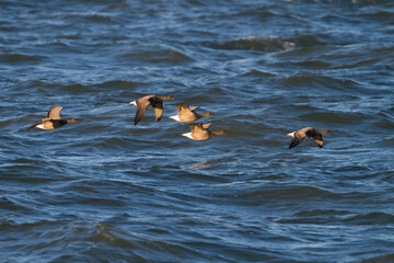 Rotgans, Dark-bellied Brent Goose, Branta bernicla bernicla