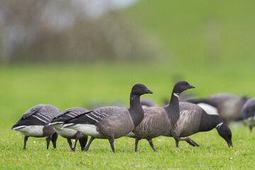 Rotgans, Dark-bellied Brent Goose, Branta bernicla bernicla