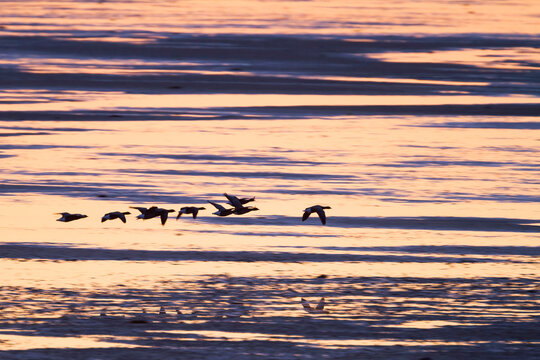 Rotgans, Dark-bellied Brent Goose, Branta bernicla bernicla