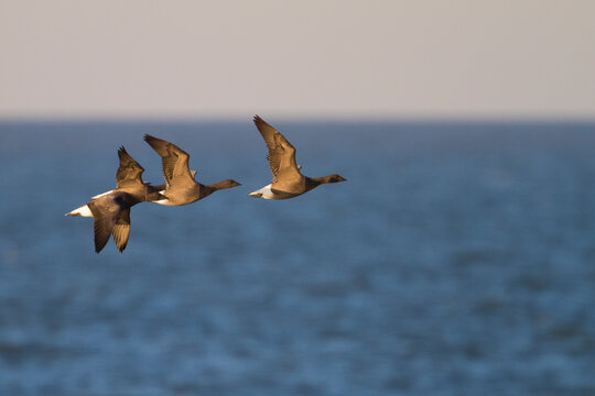 Rotgans, Dark-bellied Brent Goose, Branta bernicla bernicla