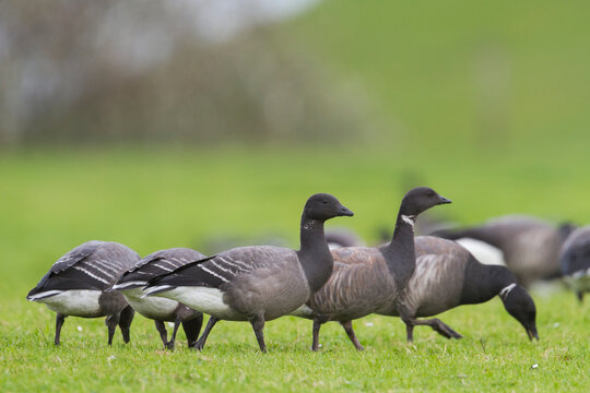 Rotgans, Dark-bellied Brent Goose, Branta bernicla bernicla
