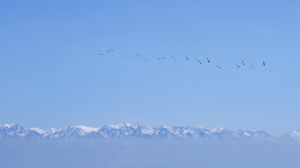 Jufferkraanvogel, Demoiselle Crane, Anthropoides virgo