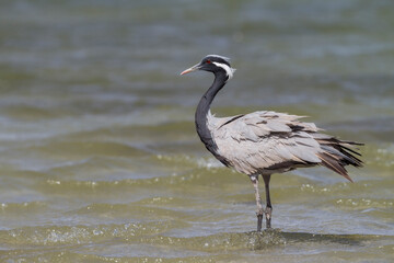Demoiselle Crane; Grus virgo