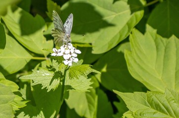 White Pieris brassicae butterfly sitting on a inflorescence of small white flowers among sunlit green leafs. Wildlife detail.