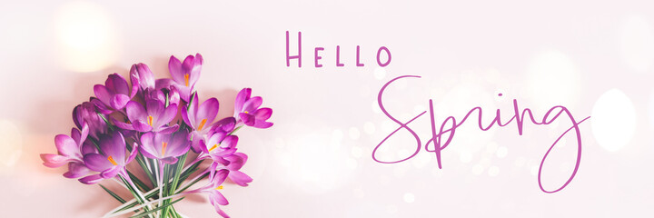 Hello Spring text. Creative layout pattern made with spring crocus flowers on pink background. Flat...