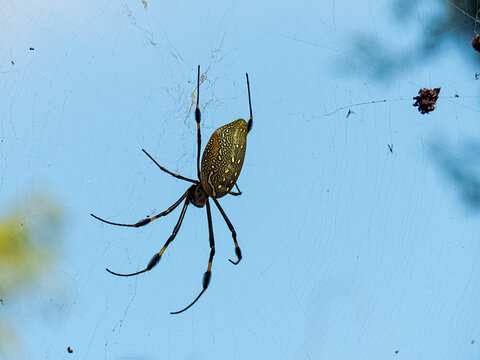 Closeup shot of a large spider climbing on a messy cobweb with a bl sky background