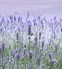 Field of Lavender, Lavandula angustifolia, Lavandula officinalis 