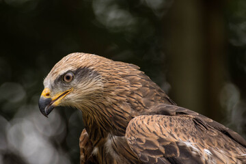 Frontal de águila