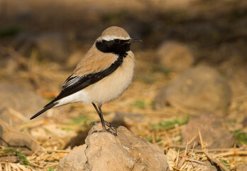 Woestijntapuit, Desert Wheatear, Oenanthe deserti