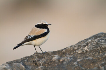 Woestijntapuit, Desert Wheatear, Oenanthe deserti