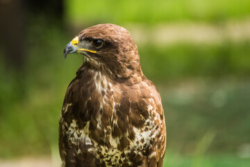 Águila mirada lateral  