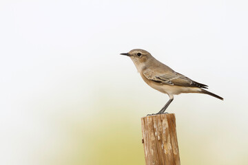 Woestijntapuit, Desert Wheatear, Oenanthe deserti