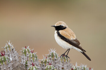 Woestijntapuit, Desert Wheatear, Oenanthe deserti homochroa