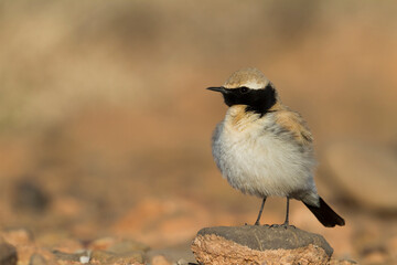 Woestijntapuit, Desert Wheatear, Oenanthe deserti homochroa