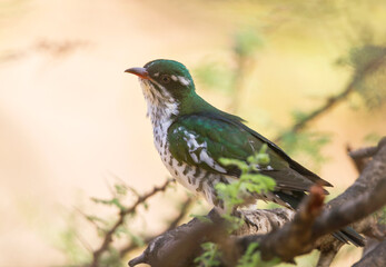 Diederik Cuckoo, Chrysococcyx caprius