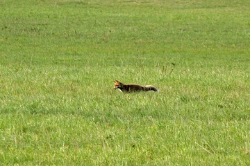 Red fox in Low Beskids, Poland