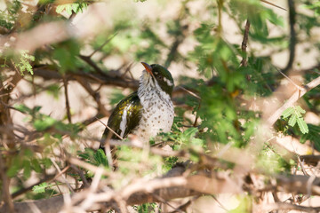 Diederik Cuckoo, Chrysococcyx caprius