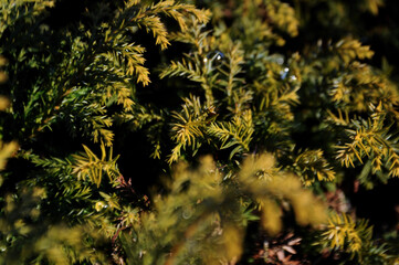 Green abstract winter bush background