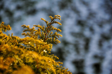detail of bush on a snow background