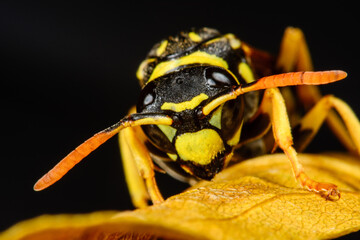 Close up of a wasp Polistes on black background