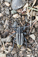 Dorcadion scopolii
