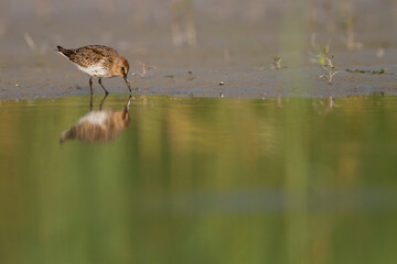 Bonte Strandloper, Dunlin, Calidris alpina