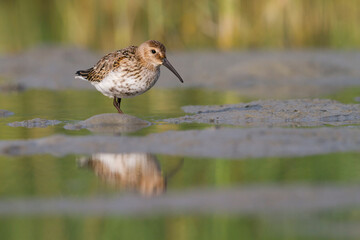 Bonte Strandloper, Dunlin, Calidris alpina