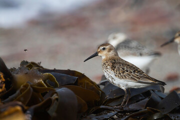 Bonte Strandloper, Dunlin, Calidris alpina
