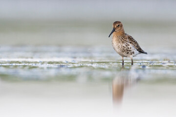 Bonte Strandloper, Dunlin, Calidris alpina