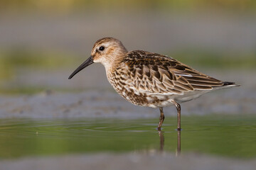 Bonte Strandloper, Dunlin, Calidris alpina