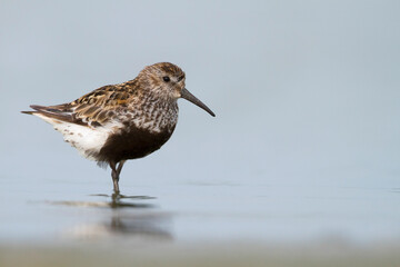 Bonte Strandloper, Dunlin, Calidris alpina