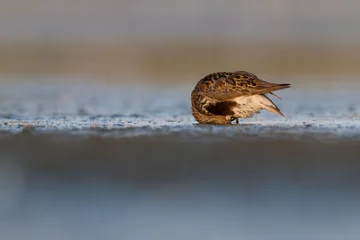 Schilderijen op glas Bonte Strandloper, Dunlin, Calidris alpina © AGAMI