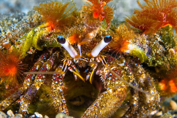  Colorful crab on coral reef in Malaysia
